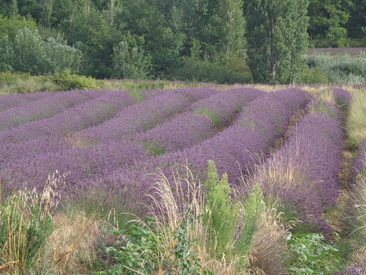 Santolines En Provence Acomodação com café da manhã Piolenc Exterior foto