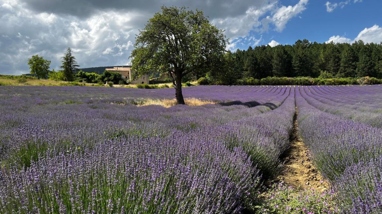 Santolines En Provence Acomodação com café da manhã Piolenc Exterior foto